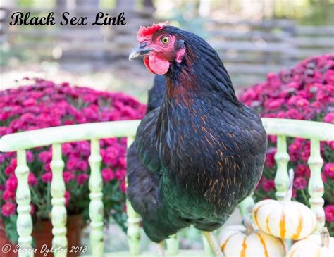 Black Sexlink The Chick Hatchery