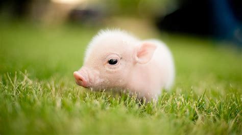 funny  cute piggy cutest piggy   world youtube