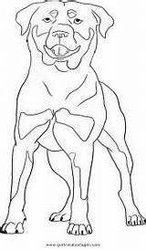 Rottweiler Hunde Tiere Malvorlage Malvorlagen sketch template