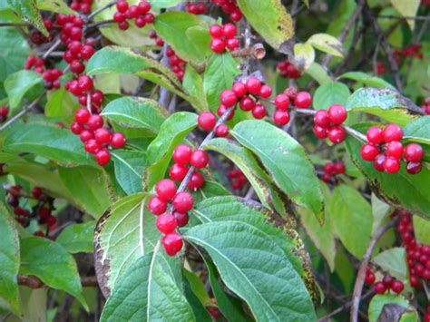 shrub   red berries    harvey cotten  alcom