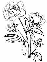 Peony Coloring Pages Line Drawing Template Clipartmag Print sketch template