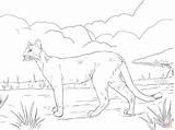 Puma Florida Ausmalbild Panthers Panther Adaptación Querido Categorías sketch template
