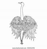 Rhea Vector Named Bird Greater sketch template
