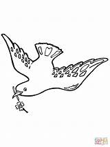 Taube Ausmalbild Friedens Doves Getdrawings Ausdrucken Tauben sketch template