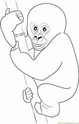 Gorilla Coloring Baby Cute Drawing Pages Getdrawings Color Coloringpages101 sketch template