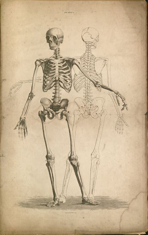 human anatomy art sketches images   finder
