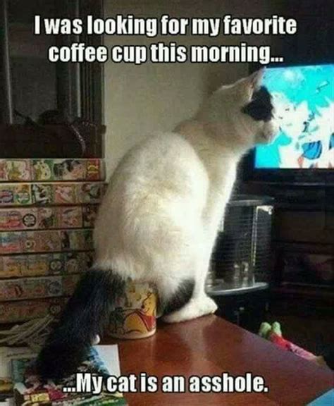coffee funny cat memes funny animals funny animal memes