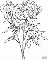 Peony Coloring Pages Drawing Flower Officinalis Paeonia European Common Line Supercoloring Printable Peonies Flowers Outline Pivoine Japanese Coloriage Drawings Color sketch template