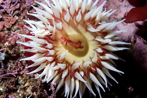 sea  fish eating anemone national marine sanctuary foundation
