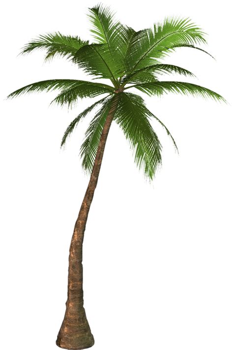 palm tree png images   pictures
