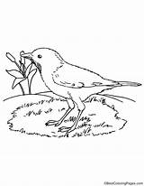 Thrush Bellied Rufous Coloring sketch template