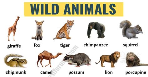 wild animals list   wild animals names  english esl forums