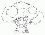 Trees Arbre Coloriages Getcolorings sketch template