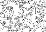 Mewarnai Giungla Hutan Monyet Hewan Monkey Monkeys sketch template