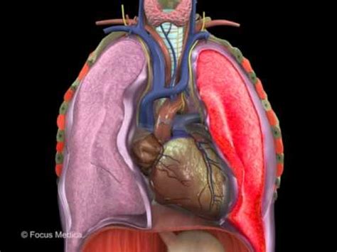 heart digital anatomy atlas youtube
