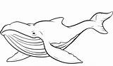 Whale Coloring Pages Humpback Outline Clipart Clip Whales Kids Template Printable Cartoon Blue Sperm Cliparts Shark Coloringkids Print Library Drawing sketch template