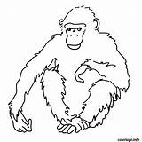 Singe Afrique Guenon Chimpanzee Noix Coloring Gratuit Monkey Dessiner Dessins Poils Vierge Signe Astrologique Azcoloriage sketch template