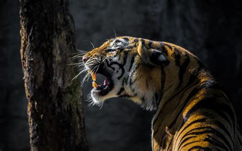 wallpaper  tiger roar wild animal  widescreen