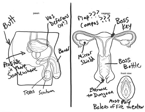 here s what happens when you ask a bunch of adults to label male and female reproductive systems
