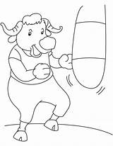 Bull Boxer Coloring sketch template
