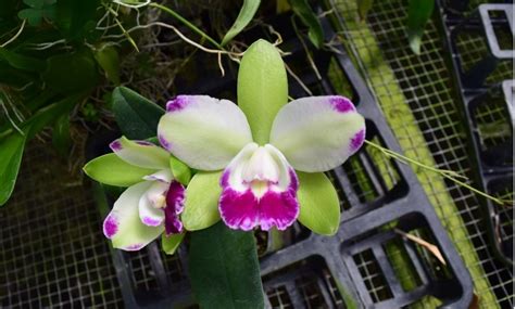 cattleya orchid amazon orchid flowers
