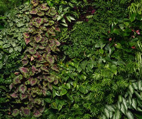 green walls greenery nyc  botanic design company