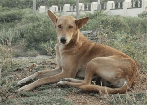 spitz  indian pariah dog breed comparison mydogbreeds