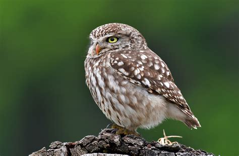 jozef van der heijden natuurfotografie steenuil op zijn uitkijkpost voor de boomholte