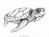 Loggerhead Turtle Coloring Sea Pages Xcolorings 1280px 169k Resolution Info Type  Size Jpeg sketch template