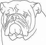 Dog Boxer Outline Coloring Pages Head Face Template sketch template