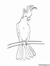 Cockatoo Coloring Pages Bird Australian Drawings Animal Drawing Printable Zoo Svg Cockatoos Colouring Template Animals Kakadu Birds Stencil Australia Book sketch template