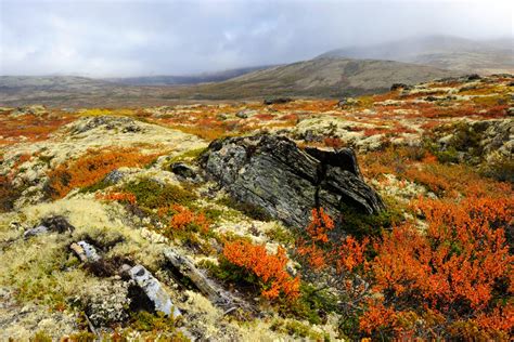 tundra biome  habitat encyclopedia
