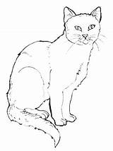 Pyrography Printable Cats Stencils Tradebit sketch template