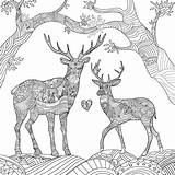 Adult Deer Coloring Pages Printable Adults Animals Choose Board Color sketch template