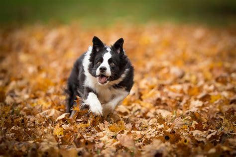 top tips  photographing running dogs photocrowd photography blog