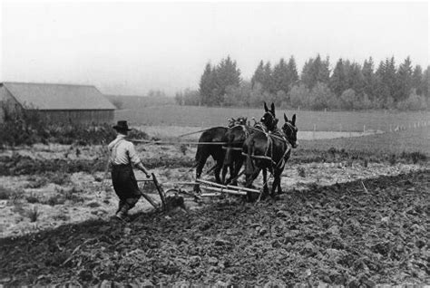 plowing  mules