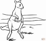 Coloring Kangaroo Pages Printable Kangaroos Mother Baby Kids Pouch Drawing Silhouettes Clipart sketch template