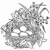 Nest Coloring Bird Pages Birds Beautiful Drawing Color Colouring Nests Empty Drawings Tocolor Printable Book Adult Template Sketch Spring Print sketch template