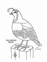Quail Coloring Pages Printable Color Manna Bible Animals Preschool Bird Quails Template Animal California Water Colouring Sheet Clipart Drawing Kids sketch template