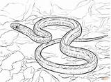 Snake Garter Snakes Taipan Realista Plains Reptiles Coral Planicies Colorironline Gopher Stampare Rei sketch template