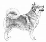Icelandic Sheepdog Illustrations Fci Breed Necessarily Ideal Example These Show Do sketch template