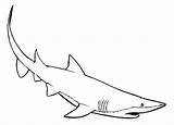 Mako Shark Coloring Faster Swimmer 433px 42kb Color sketch template