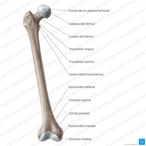 femur anatomia partes musculos kenhub