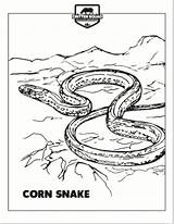 Snake Snakes Crittersquad sketch template