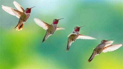 national hummingbird day   date importance  significance