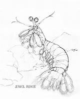 Shrimp Mantis Drawing Jewel Coloring Renee Illustration Pages Boat Peacock Getdrawings sketch template