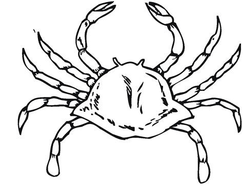 printable crab coloring pages  kids animal place