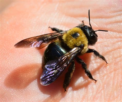 buzz  sting carpenter bees      suggests