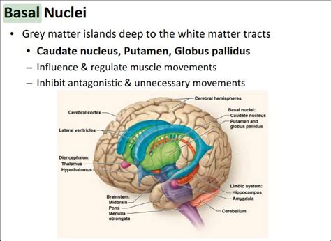 basal nuclei anatomy