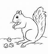 Squirrel Coloring Pages Printable Drawing Squirrels Kids Template Print Funny Animal Drawings Animals Sketch sketch template